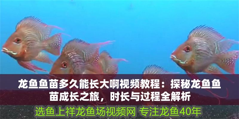 龍魚魚苗多久能長大啊視頻教程：探秘龍魚魚苗成長之旅，時長與過程全解析