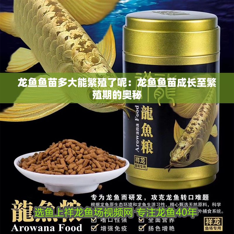 龍魚魚苗多大能繁殖了呢：龍魚魚苗成長至繁殖期的奧秘
