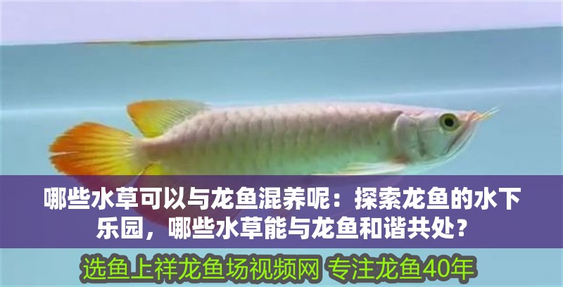 哪些水草可以與龍魚混養呢：探索龍魚的水下樂園，哪些水草能與龍魚和諧共處？