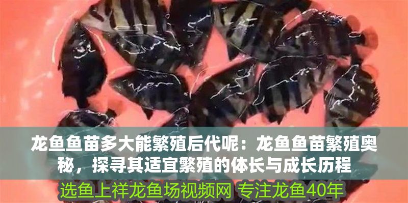 龍魚魚苗多大能繁殖后代呢：龍魚魚苗繁殖奧秘，探尋其適宜繁殖的體長與成長歷程