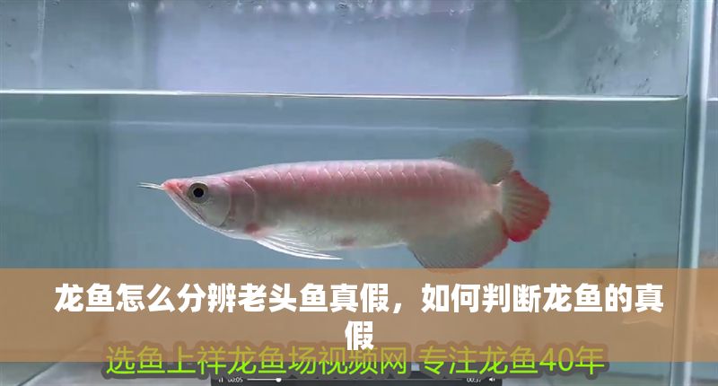 龍魚怎么分辨老頭魚真假，如何判斷龍魚的真假