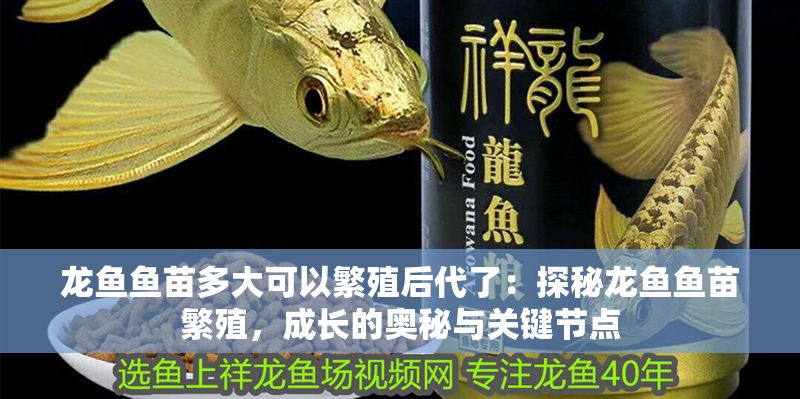 龍魚魚苗多大可以繁殖后代了：探秘龍魚魚苗繁殖，成長的奧秘與關鍵節點