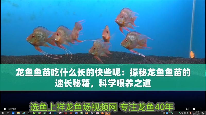 龍魚魚苗吃什么長的快些呢：探秘龍魚魚苗的速長秘籍，科學喂養之道