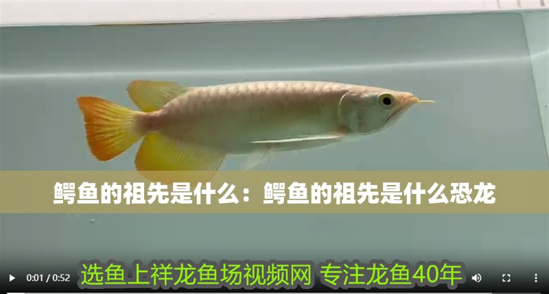 鱷魚的祖先是什么：鱷魚的祖先是什么恐龍