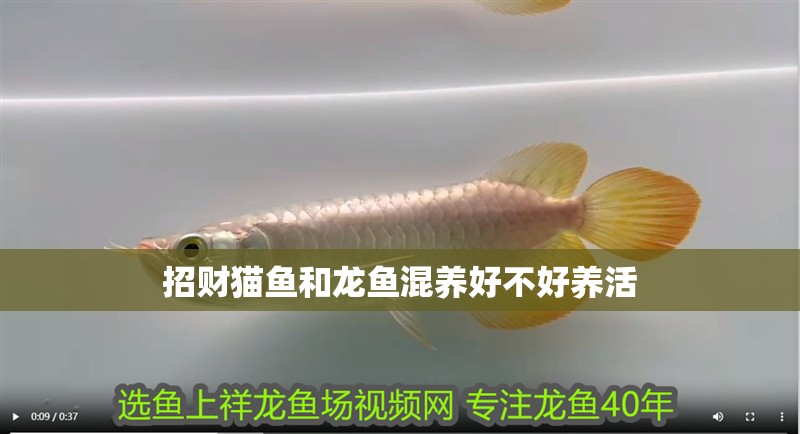 招財貓魚和龍魚混養好不好養活