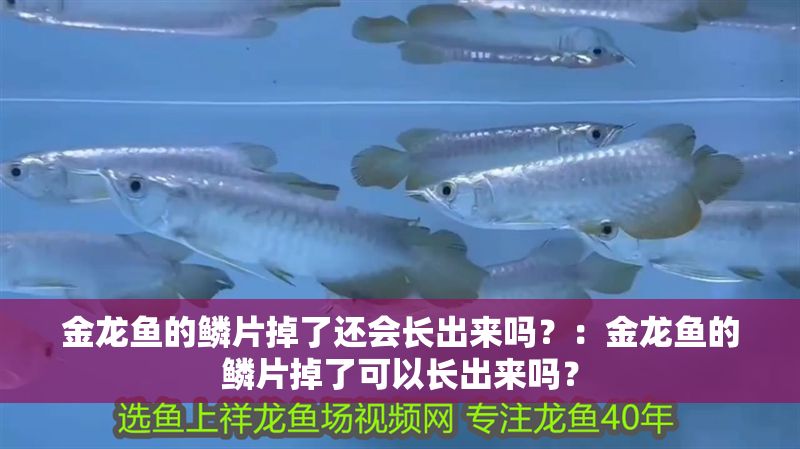 金龍魚的鱗片掉了還會長出來嗎？：金龍魚的鱗片掉了可以長出來嗎？