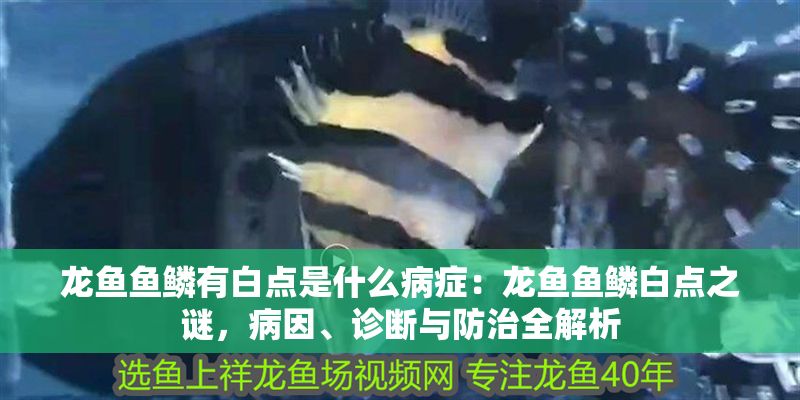 龍魚魚鱗有白點是什么病癥：龍魚魚鱗白點之謎，病因、診斷與防治全解析