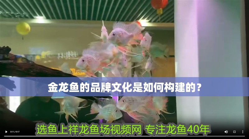 金龍魚的品牌文化是如何構(gòu)建的？