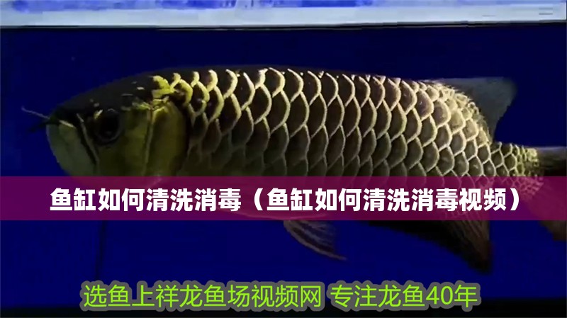 魚缸如何清洗消毒（魚缸如何清洗消毒視頻）
