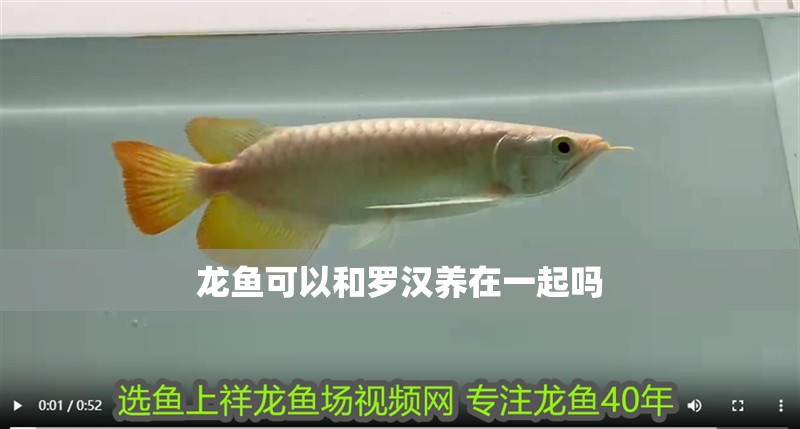 龍魚可以和羅漢養(yǎng)在一起嗎