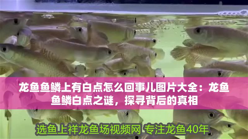 龍魚魚鱗上有白點怎么回事兒圖片大全：龍魚魚鱗白點之謎，探尋背后的真相