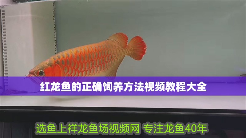 紅龍魚的正確飼養方法視頻教程大全