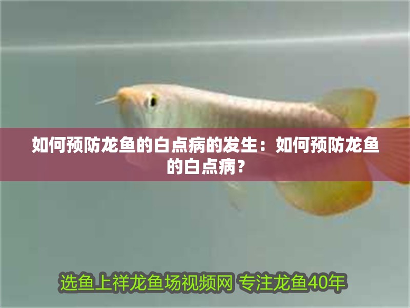 如何預(yù)防龍魚(yú)的白點(diǎn)病的發(fā)生：如何預(yù)防龍魚(yú)的白點(diǎn)病？