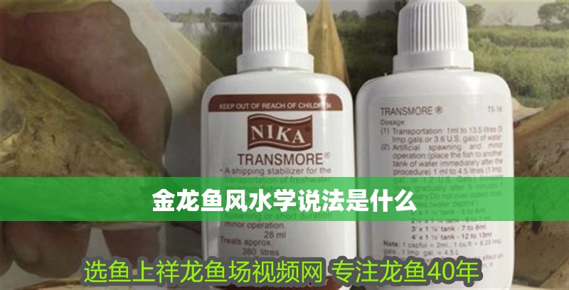 金龍魚風水學說法是什么
