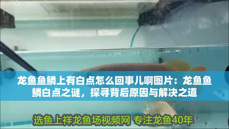 龍魚魚鱗上有白點怎么回事兒啊圖片：龍魚魚鱗白點之謎，探尋背后原因與解決之道
