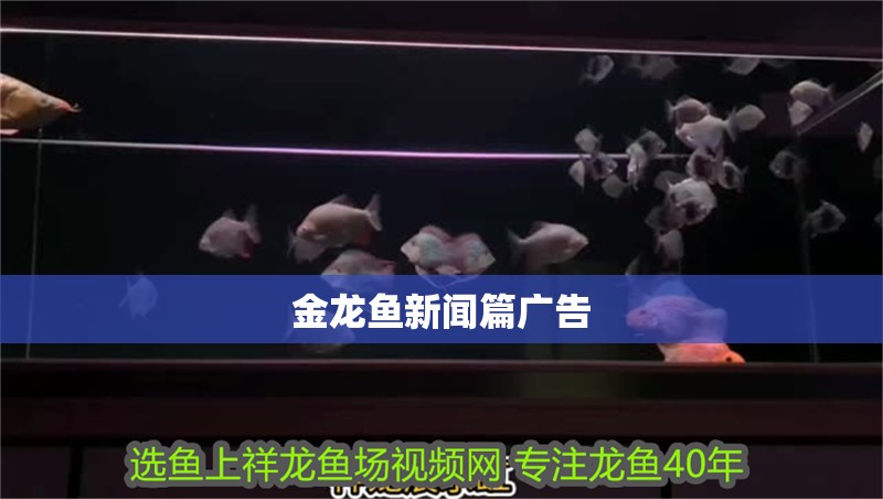 金龍魚新聞篇廣告