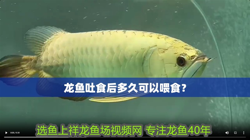龍魚吐食后多久可以喂食？