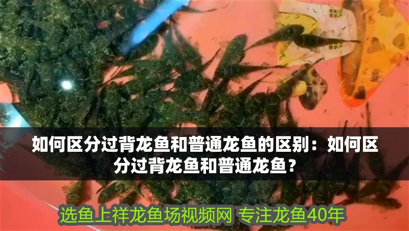 如何區分過背龍魚和普通龍魚的區別：如何區分過背龍魚和普通龍魚？