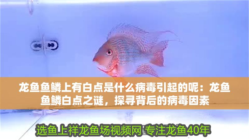 龍魚魚鱗上有白點(diǎn)是什么病毒引起的呢：龍魚魚鱗白點(diǎn)之謎，探尋背后的病毒因素