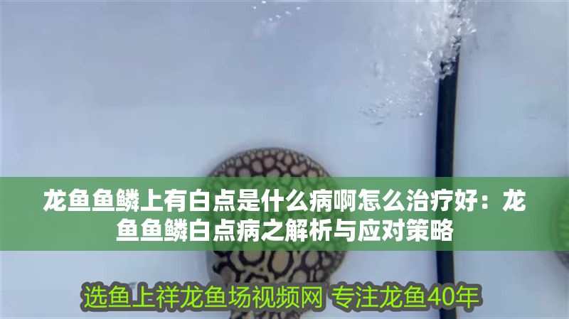 龍魚(yú)魚(yú)鱗上有白點(diǎn)是什么病啊怎么治療好：龍魚(yú)魚(yú)鱗白點(diǎn)病之解析與應(yīng)對(duì)策略