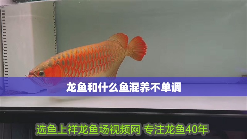 魚缸用增氧泵價格是多少:魚缸增氧機-xtrac增氧機-xtrac增氧機 龍魚和什么魚混養不單調 龍魚百科 龍魚和什么魚混養不單調 龍魚和什么魚混養不單調 龍魚百科
