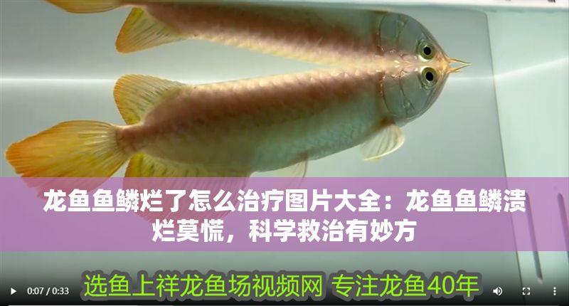 龍魚魚鱗爛了怎么治療圖片大全：龍魚魚鱗潰爛莫慌，科學(xué)救治有妙方