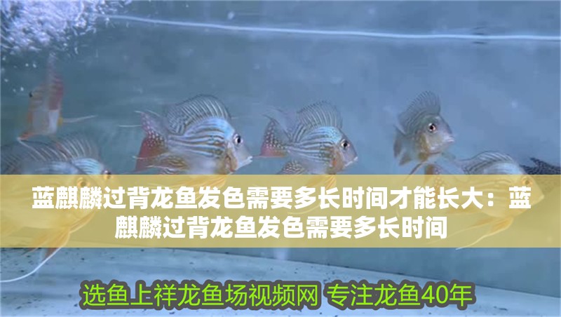 藍(lán)麒麟過背龍魚發(fā)色需要多長時(shí)間才能長大：藍(lán)麒麟過背龍魚發(fā)色需要多長時(shí)間