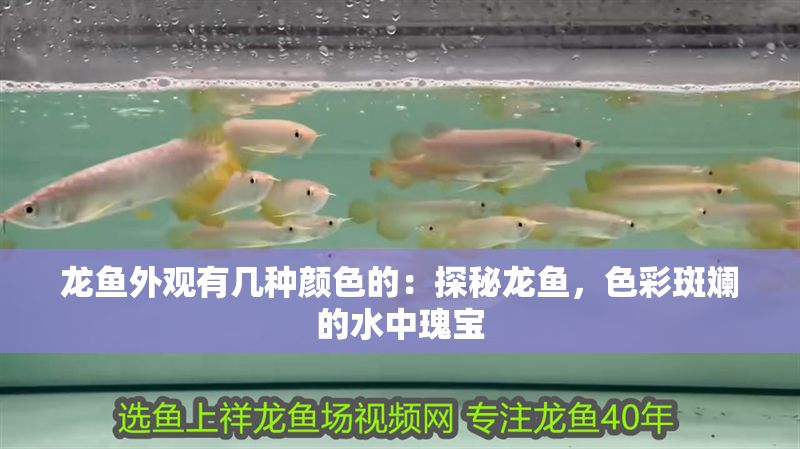 龍魚外觀有幾種顏色的：探秘龍魚，色彩斑斕的水中瑰寶