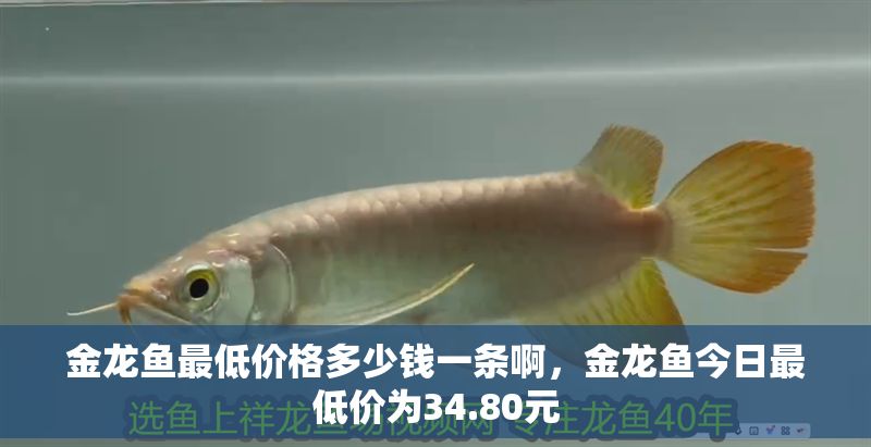金龍魚最低價格多少錢一條啊，金龍魚今日最低價為34.80元