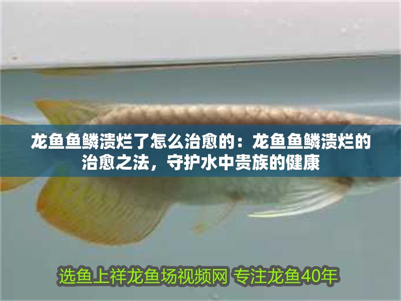龍魚魚鱗潰爛了怎么治愈的：龍魚魚鱗潰爛的治愈之法，守護水中貴族的健康