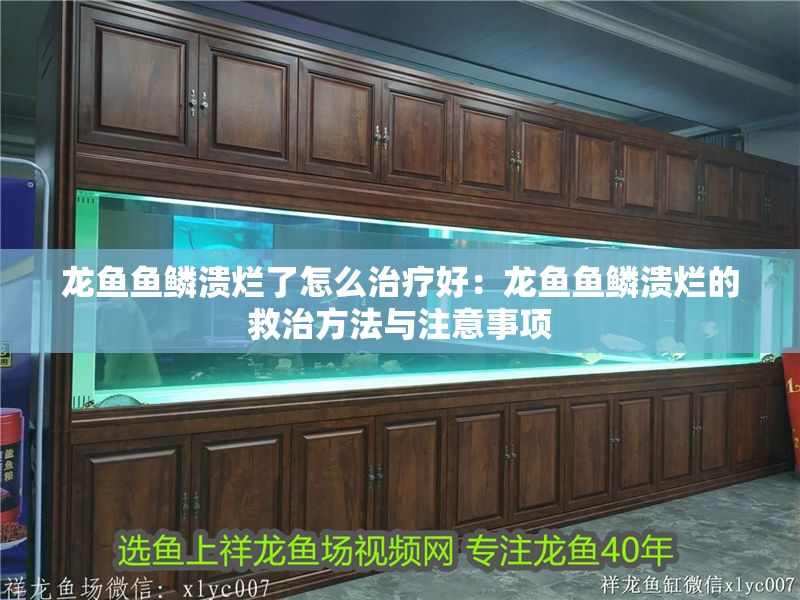 龍魚魚鱗潰爛了怎么治療好：龍魚魚鱗潰爛的救治方法與注意事項