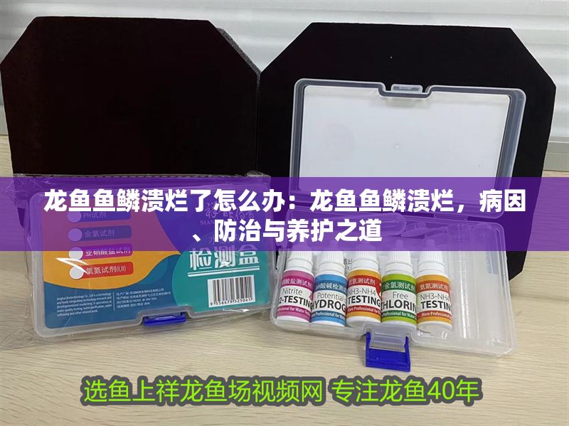 龍魚魚鱗潰爛了怎么辦：龍魚魚鱗潰爛，病因、防治與養(yǎng)護(hù)之道