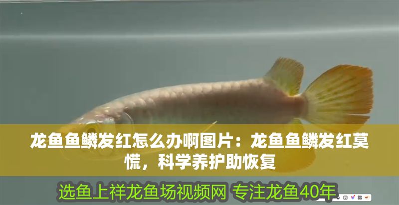 龍魚魚鱗發(fā)紅怎么辦啊圖片：龍魚魚鱗發(fā)紅莫慌，科學養(yǎng)護助恢復