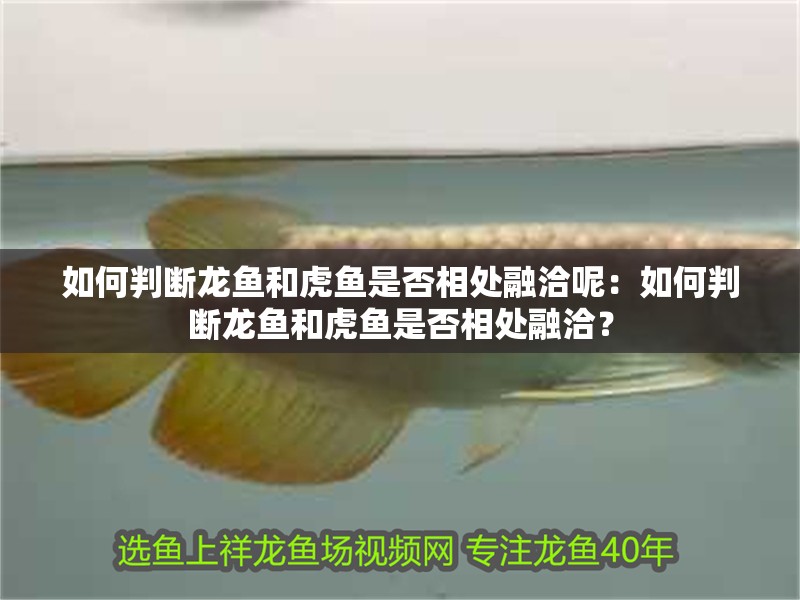 如何判斷龍魚和虎魚是否相處融洽呢：如何判斷龍魚和虎魚是否相處融洽？