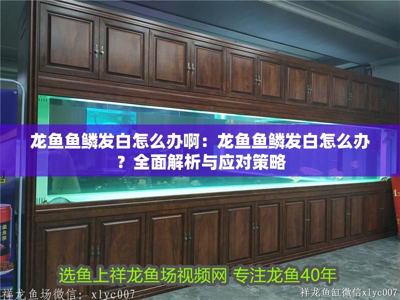 龍魚魚鱗發白怎么辦啊：龍魚魚鱗發白怎么辦？全面解析與應對策略