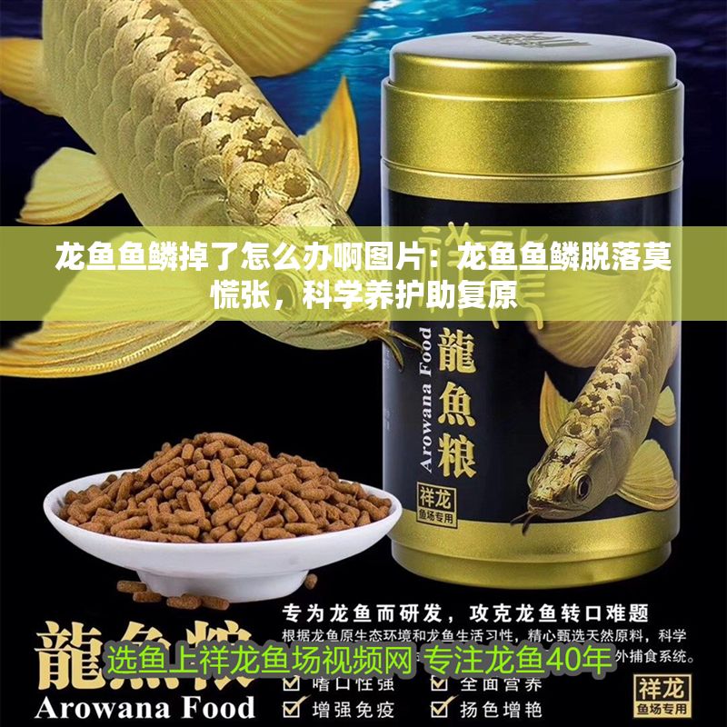 龍魚魚鱗掉了怎么辦啊圖片：龍魚魚鱗脫落莫慌張，科學養護助復原