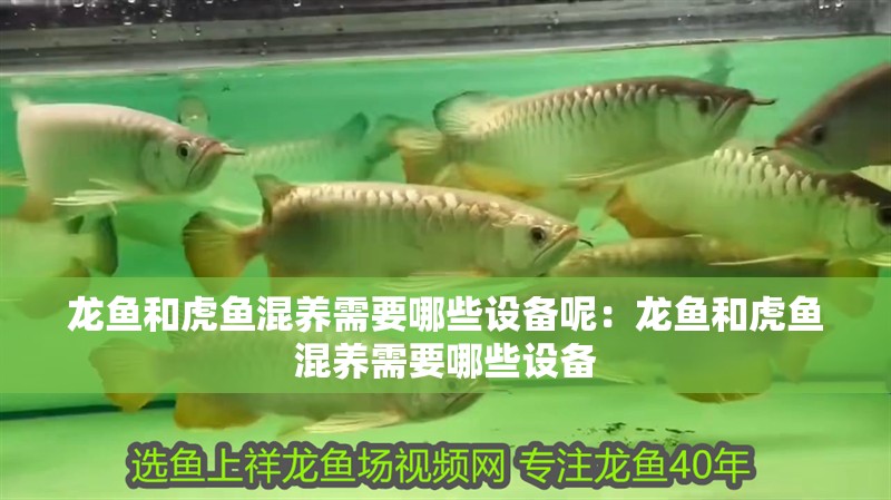 龍魚和虎魚混養需要哪些設備呢：龍魚和虎魚混養需要哪些設備