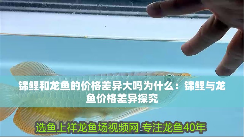 錦鯉和龍魚的價格差異大嗎為什么：錦鯉與龍魚價格差異探究