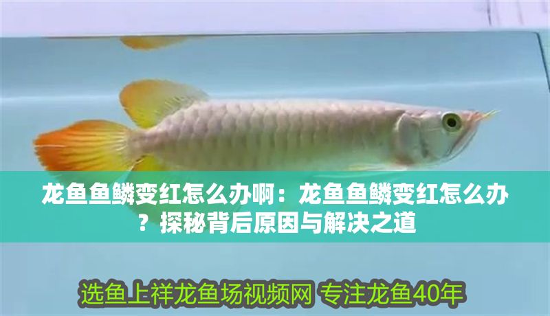 龍魚魚鱗變紅怎么辦啊：龍魚魚鱗變紅怎么辦？探秘背后原因與解決之道