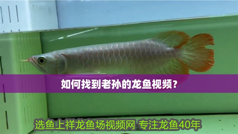 如何找到老孫的龍魚視頻？