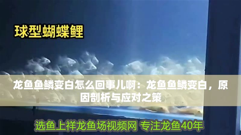 龍魚魚鱗變白怎么回事兒啊：龍魚魚鱗變白，原因剖析與應對之策