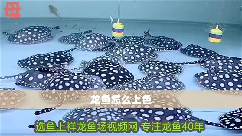 龍魚怎么上色
