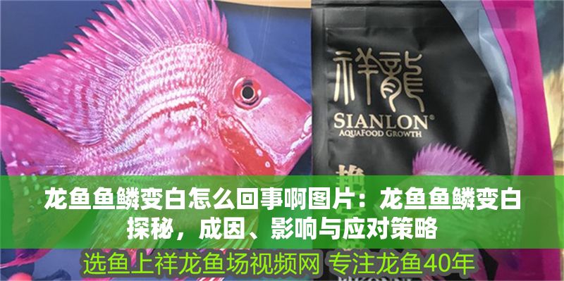 龍魚魚鱗變白怎么回事啊圖片：龍魚魚鱗變白探秘，成因、影響與應(yīng)對(duì)策略