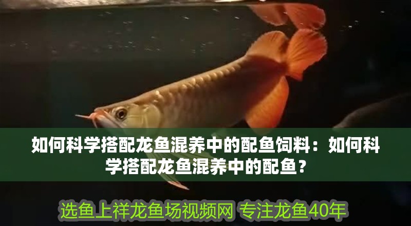 如何科學搭配龍魚混養中的配魚飼料：如何科學搭配龍魚混養中的配魚？