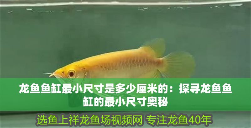 龍魚魚缸最小尺寸是多少厘米的：探尋龍魚魚缸的最小尺寸奧秘