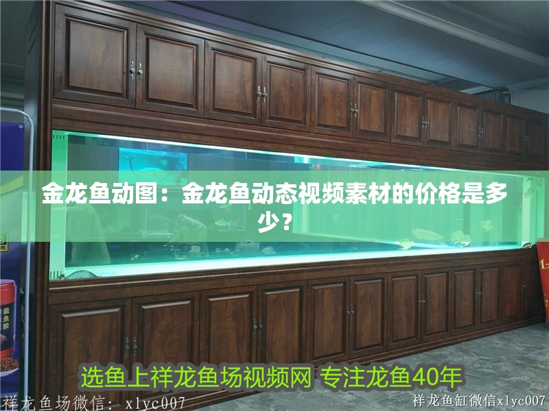 金龍魚動圖：金龍魚動態視頻素材的價格是多少？