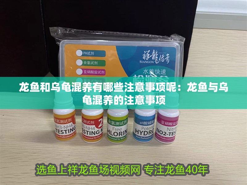 龍魚和烏龜混養(yǎng)有哪些注意事項(xiàng)呢：龍魚與烏龜混養(yǎng)的注意事項(xiàng)