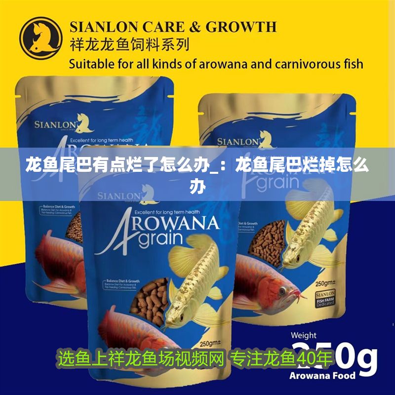 龍魚尾巴有點(diǎn)爛了怎么辦_：龍魚尾巴爛掉怎么辦