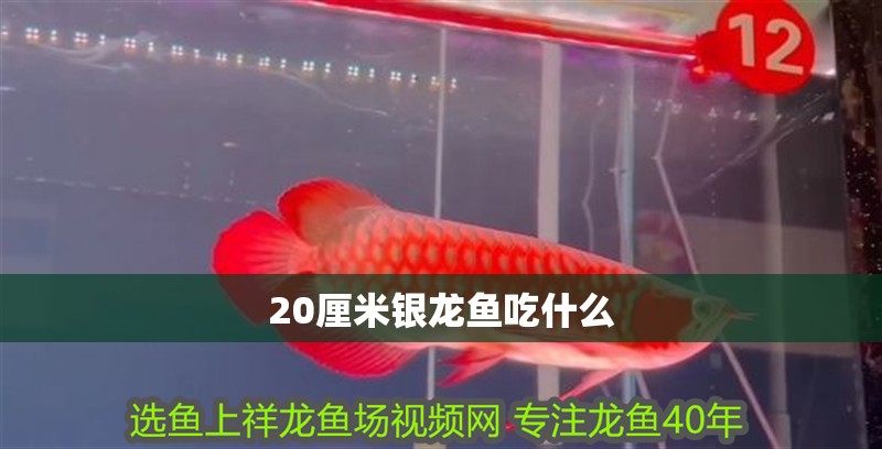 20厘米銀龍魚吃什么