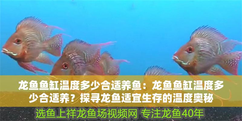 龍魚魚缸溫度多少合適養(yǎng)魚：龍魚魚缸溫度多少合適養(yǎng)？探尋龍魚適宜生存的溫度奧秘